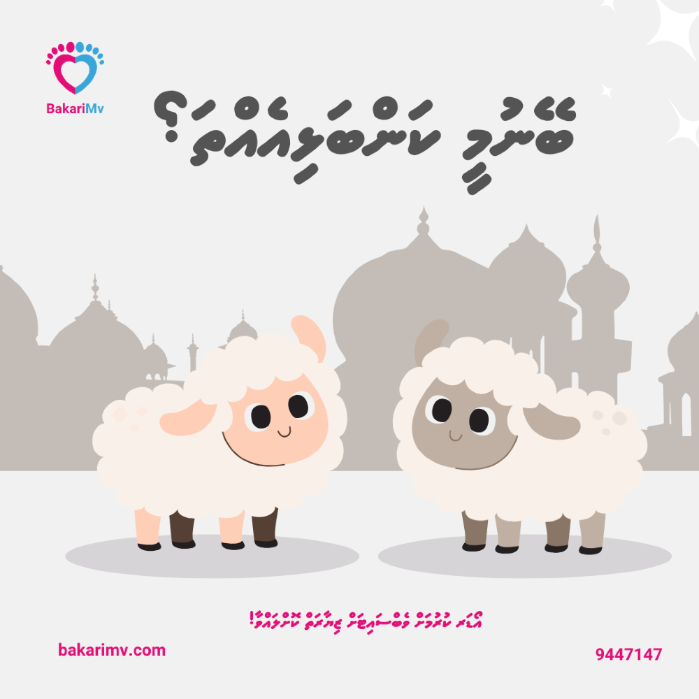 MvBakari's tweet photo. What do you prefer for your baby’s Aqeeqah — Goat or Sheep? 🐐🐑

Share your thoughts in the comments!

Order now via:
🌐 Website: https://t.co/JBp3EWB7Ed
📞Phone/Viber/WhatsApp: 9447147 https://t.co/ts0d7ctIJu