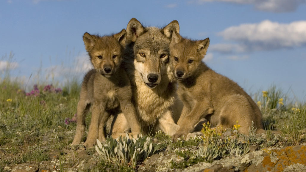 To comply with #Colorado voters and Prop 114 CPW will capture 15 British Columbian gray #wolves and ✈️ them to CO.
BC wolves will provide genetic diversity to Colorado’s #wolf population of 9, +4 pups.
Exact release date/spot is secret, as hunters illegally shot alpha male 2309.