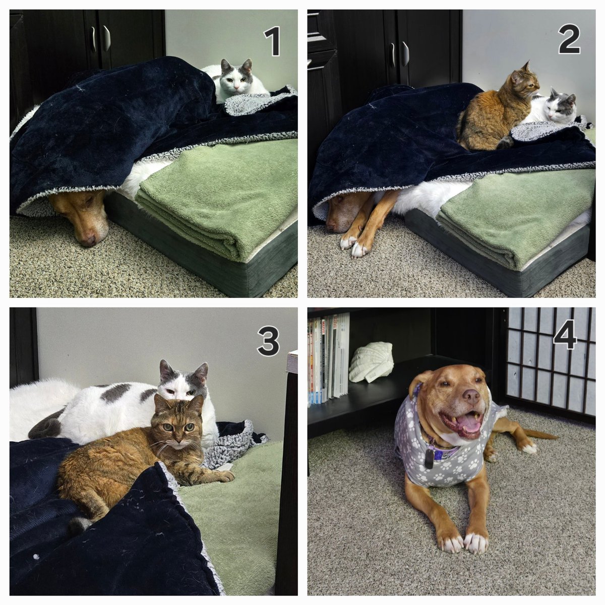 katenauthor's tweet photo. Today's #BedWar series with #DoggleADay and the cats. https://t.co/SqJ9qqbBQt