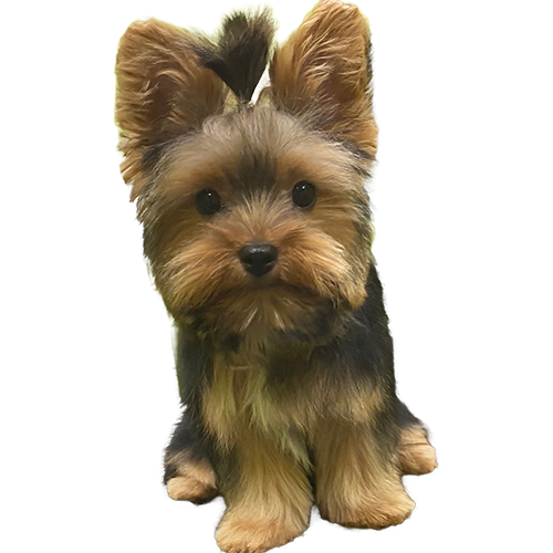microdosingmice's tweet photo. @SolJakey Should i do a meme coin for my dog?  Honestly.... https://t.co/8SvekQTkUZ