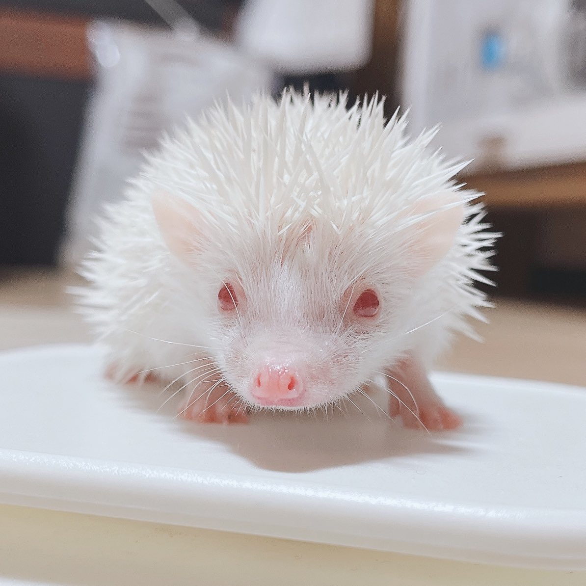 国産 ハリネズミ専門店 Le Herisson リ エリソン (@hedghogharimaru