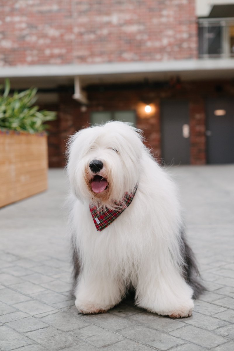 I'm giving my best #TongueOutTuesday effort, while modeling some beautiful bandannas for my friends at #RoverBoutique: instagram.com/roverboutique/
C'est Chic. 
I am Archie and I'm a supermodel. 
Have a lovely #TOT everyone! 
#OES #DogsofX #style #vogue #Model
