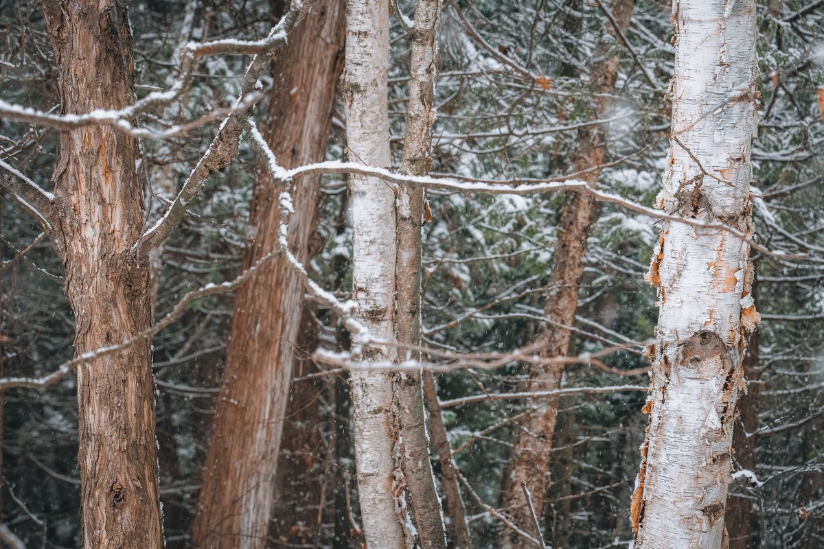OiShot12's tweet photo. Winter Woodland 2024

@lawrencedgriffin

#forest #woods #winter #lawrencedgriffin #greybrucephotographer #greatlakesphotographer #KincardineOntario #Canada #freelancer #profressionalPhotographer https://t.co/fg12Nr76FO