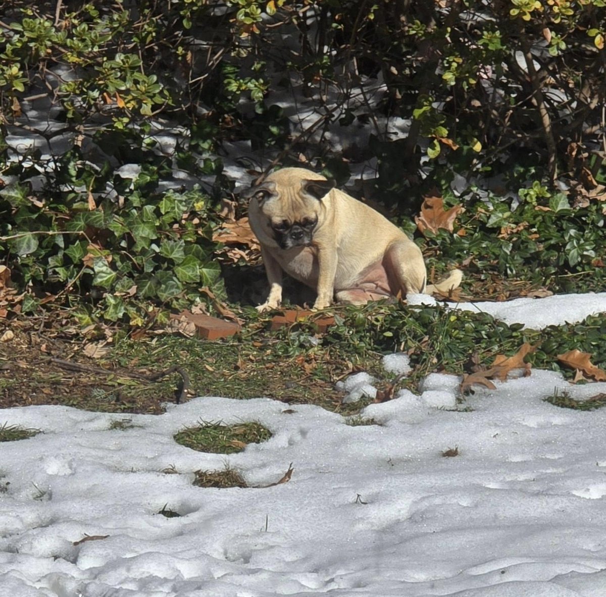 Willing the snow to melt from her yard. #pikapug #pikawhopikayou