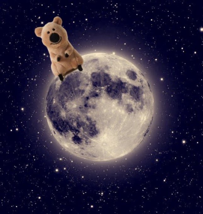 <a href="/SharksCoins/">SharksCoins 🦈 Gem Hunter</a> More $COBY in the bag! Ready for the moon!