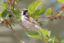#صباح_الاجواء_الحلوه

يطير الطير بالعالي وياكل من ثمار التوت 
خلقه الله وضمـن رزقـه ولا هو في ايادينا 
وحال الادمي كله من فطامه لحد الموت 
بيـد الخـالق الوهـاب وهو السامع أمانينا 

#خيآل
