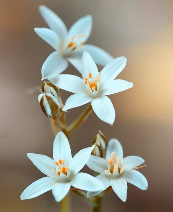 😍 المشاكس 😍 tweet media