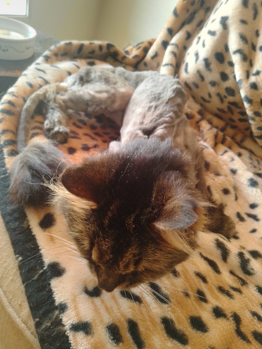 Yes folks it's me Three-legged Jake.   Officially I'm a gericatric! 20 years old, 96 in human years. Here I'm recovering from anaesthetic after going to the vet to have a 100,000 Km check up. My bloods are good but I need fattening so expecting lots of cheese and ice cream,