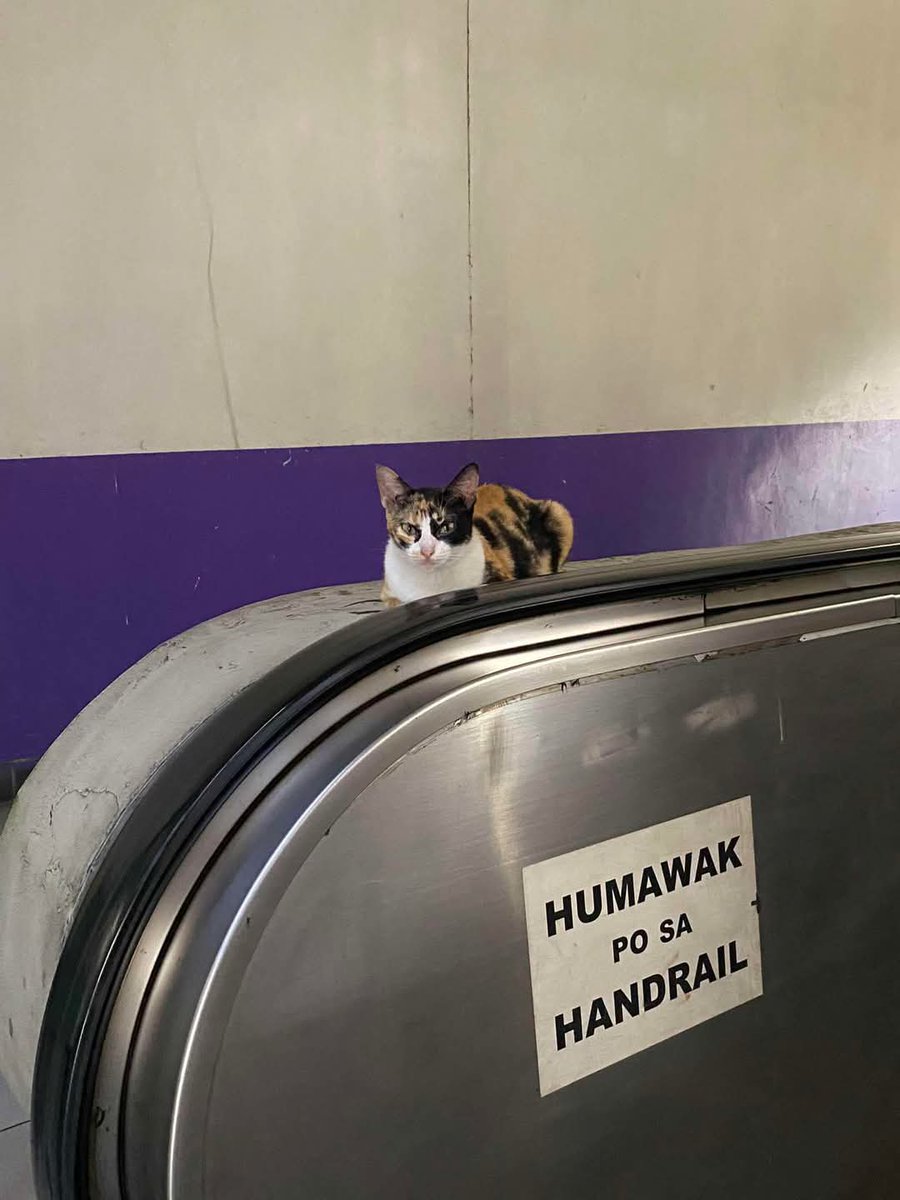 mgapusasadaan's tweet photo. humawak posa handrail😠 https://t.co/5p7h6K91kM