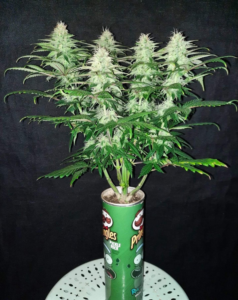 _StonersRUs_'s tweet photo. Pringles grow 🪴🤩 https://t.co/axECDrZPOv