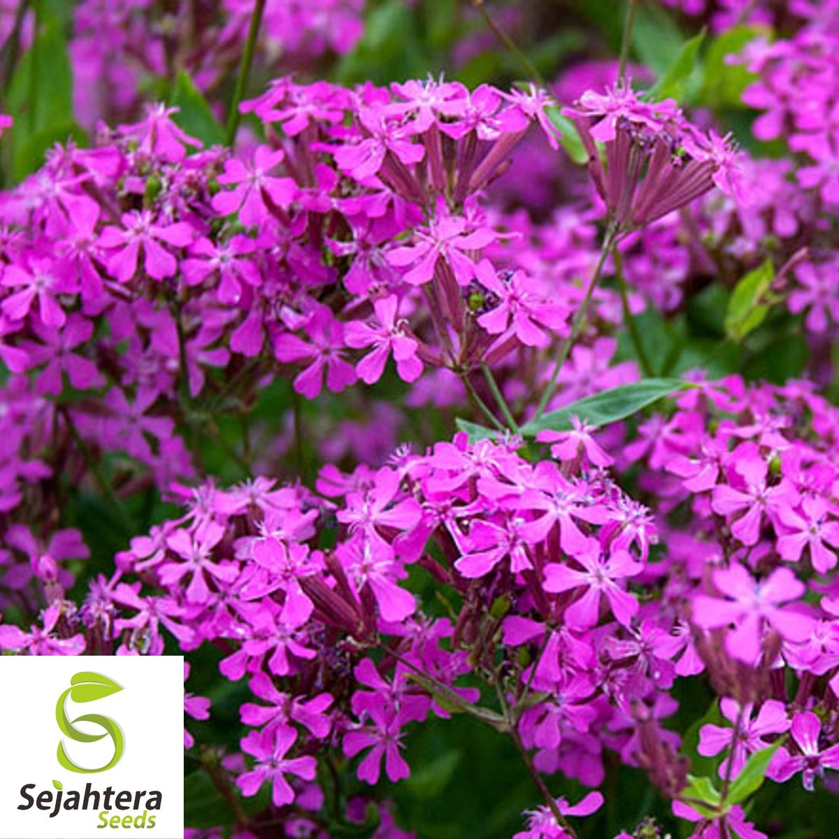sejahteraseeds's tweet image. 1000+ None So Pretty Catchfly Seeds | Annual Blooms
 Plant 1000+ None So Pretty Catchfly seeds for vibrant pink flowers! 🐝 Butterfly magnet &amp;amp; easy to grow in USDA zones 3-9. sejahteraseeds.com/products/none-…🌿

#Catchfly #FlowerSeeds #PollinatorGarden #Gardening
