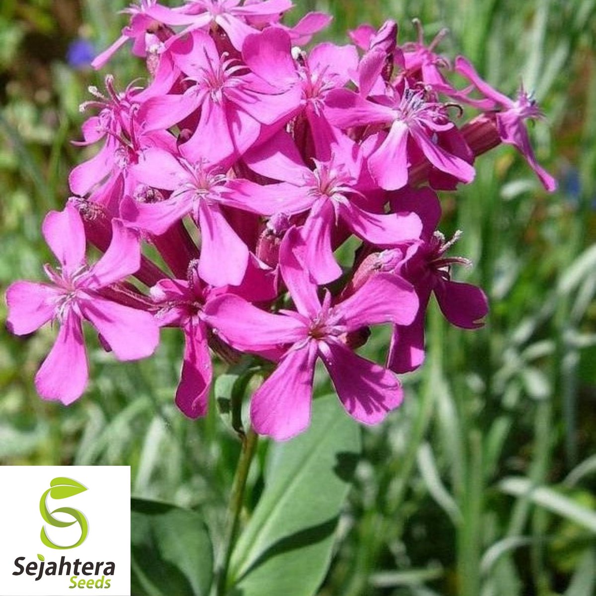 sejahteraseeds's tweet image. 1000+ None So Pretty Catchfly Seeds | Annual Blooms
 Plant 1000+ None So Pretty Catchfly seeds for vibrant pink flowers! 🐝 Butterfly magnet &amp;amp; easy to grow in USDA zones 3-9. sejahteraseeds.com/products/none-…🌿

#Catchfly #FlowerSeeds #PollinatorGarden #Gardening