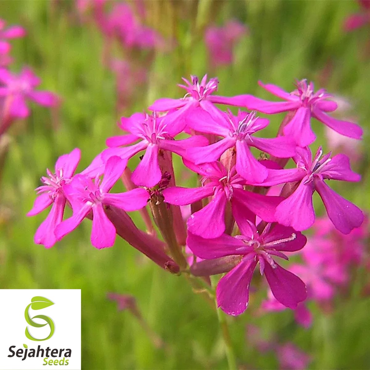 sejahteraseeds's tweet image. 1000+ None So Pretty Catchfly Seeds | Annual Blooms
 Plant 1000+ None So Pretty Catchfly seeds for vibrant pink flowers! 🐝 Butterfly magnet &amp;amp; easy to grow in USDA zones 3-9. sejahteraseeds.com/products/none-…🌿

#Catchfly #FlowerSeeds #PollinatorGarden #Gardening