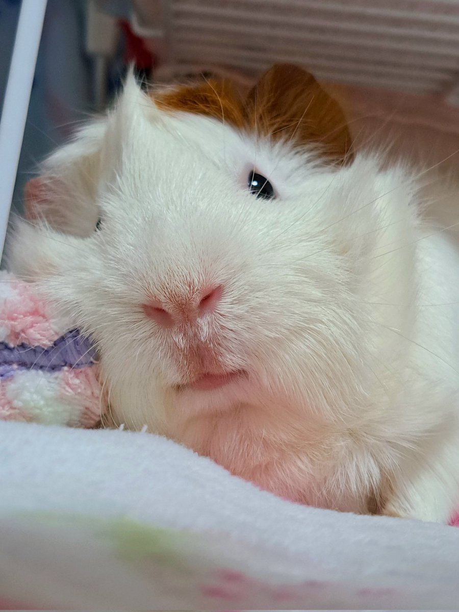 ha422319's tweet photo. たぶん神様に「お鼻の下ちょっともしゃもしゃにしてください(っ`•ω•´c)ｷﾘﾘ✨」ってお願いしたんだと思う https://t.co/nNKHbsfsvB
