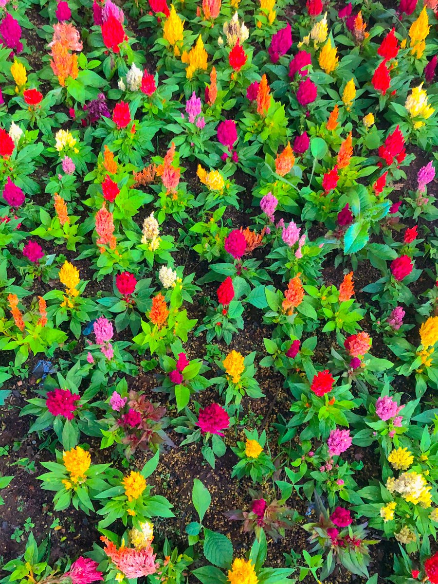 iamlupezin's tweet photo. melancolia e flores https://t.co/iECSu66J5r