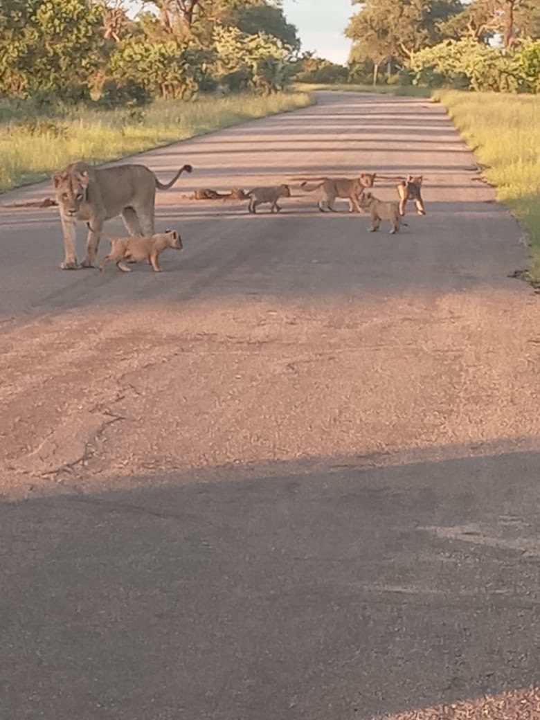 The Real KING OF THE JUNGLE tweet media