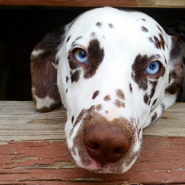 Dogs never lie about love. – Jeffery Masson

#petsluver #dogs #dogslovers #pets