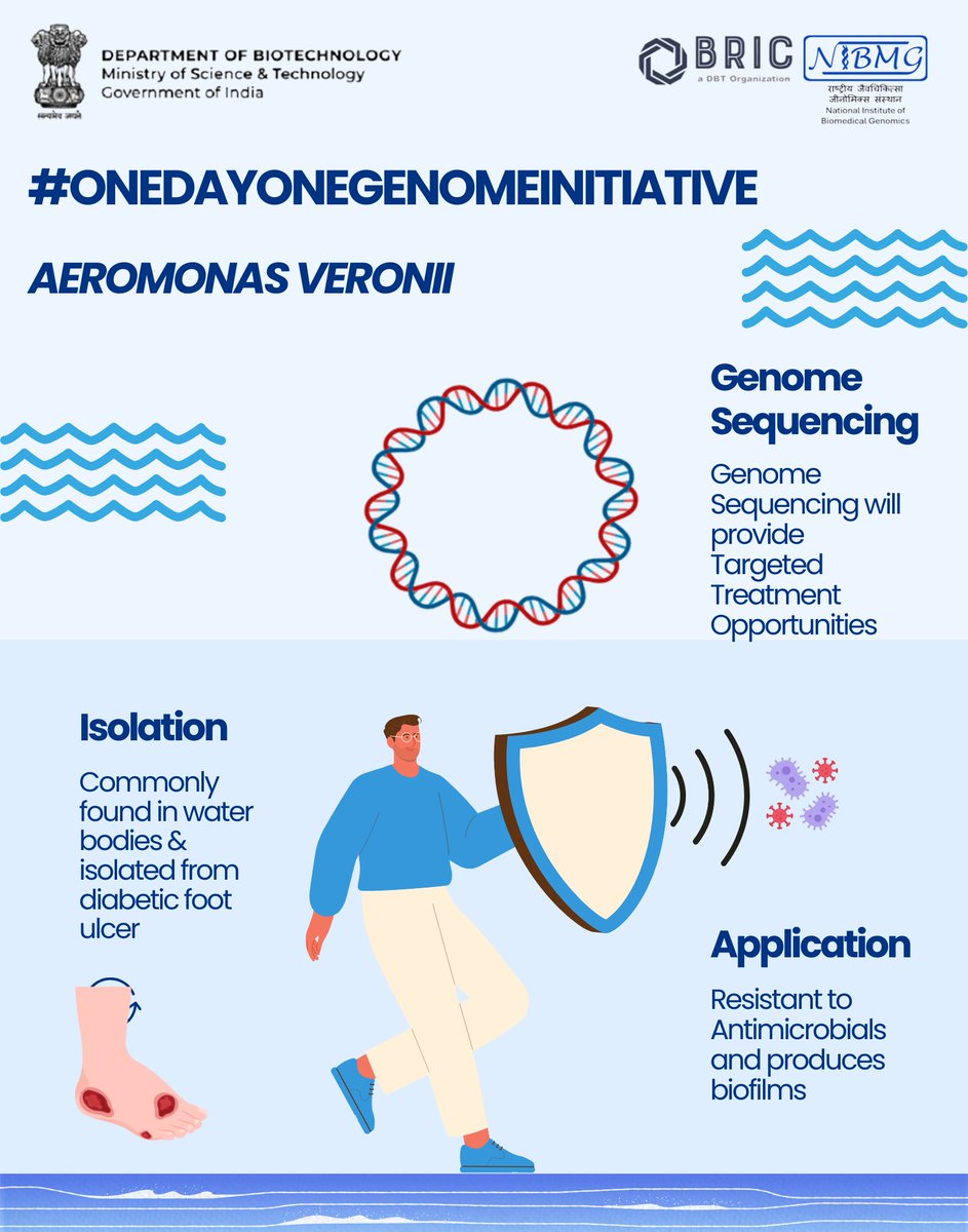 DBTIndia's tweet photo. 🧬#onedayonegenome
Genome sequence of Aeromonas veronii NIBMG_HMR_23 released by @FollowDbtNibmg . Found in freshwater, acts as opportunistic pathogen causing skin infections.
More info: https://t.co/0WfpZLemYY
#genomestudy
@DrJitendraSingh @rajesh_gokhale https://t.co/WsA6JE55Wm