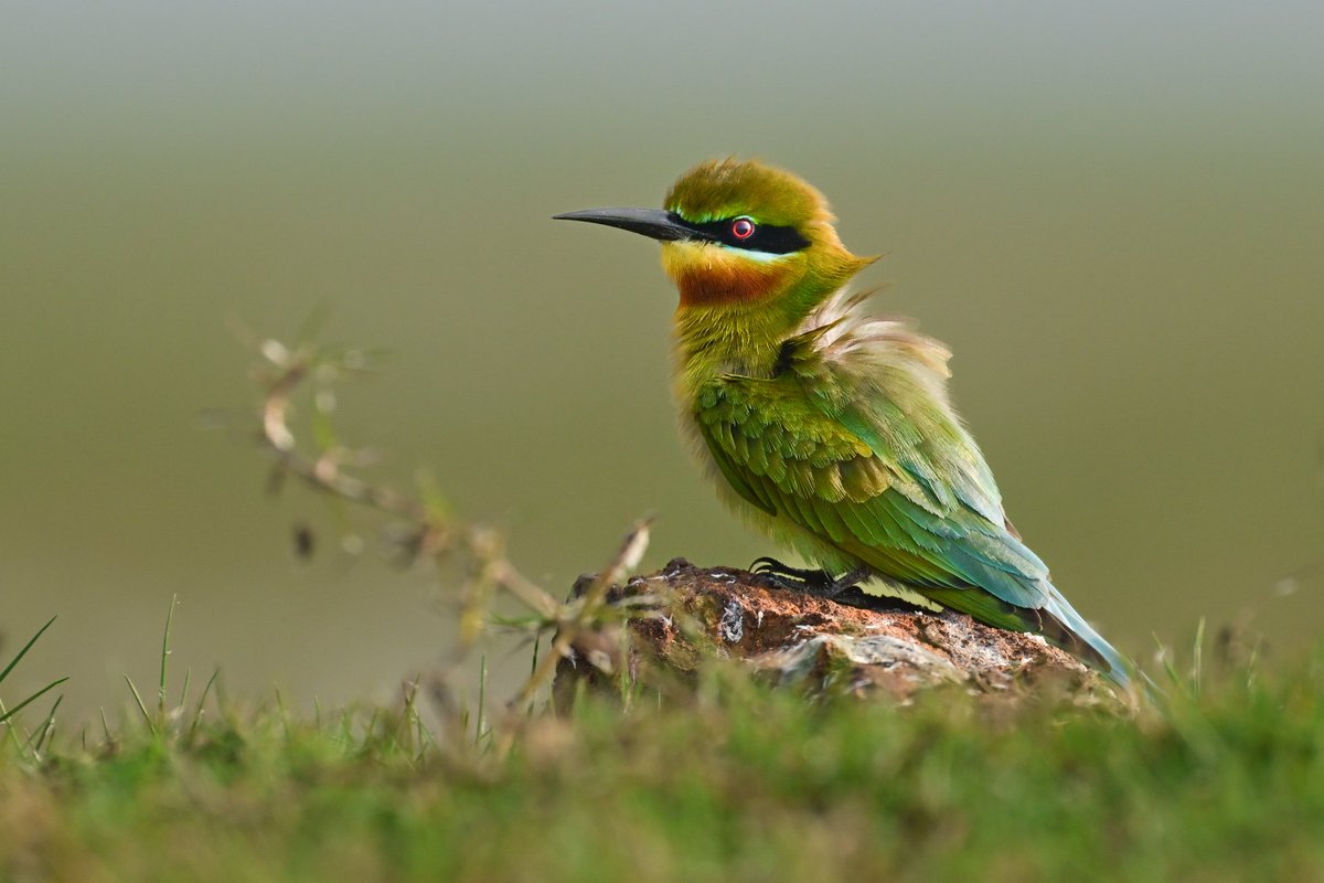 Jyotiraditya Pinaki Panda (@pinakipanda90) on Twitter photo Blue-tailed bee-eater
Mangalajodi,Odisha
NikonZ8 + Nikon 180_600mm
#odishaTourism <a href="/NatGeo/">National Geographic</a> <a href="/odisha_tourism/">Odisha Tourism</a> <a href="/NikonIndia/">Nikon India Official</a> <a href="/NatureIn_Focus/">Nature inFocus</a> Blue-tailed bee-eater
Mangalajodi,Odisha
NikonZ8 + Nikon 180_600mm
#odishaTourism <a href="/NatGeo/">National Geographic</a> <a href="/odisha_tourism/">Odisha Tourism</a> <a href="/NikonIndia/">Nikon India Official</a> <a href="/NatureIn_Focus/">Nature inFocus</a>