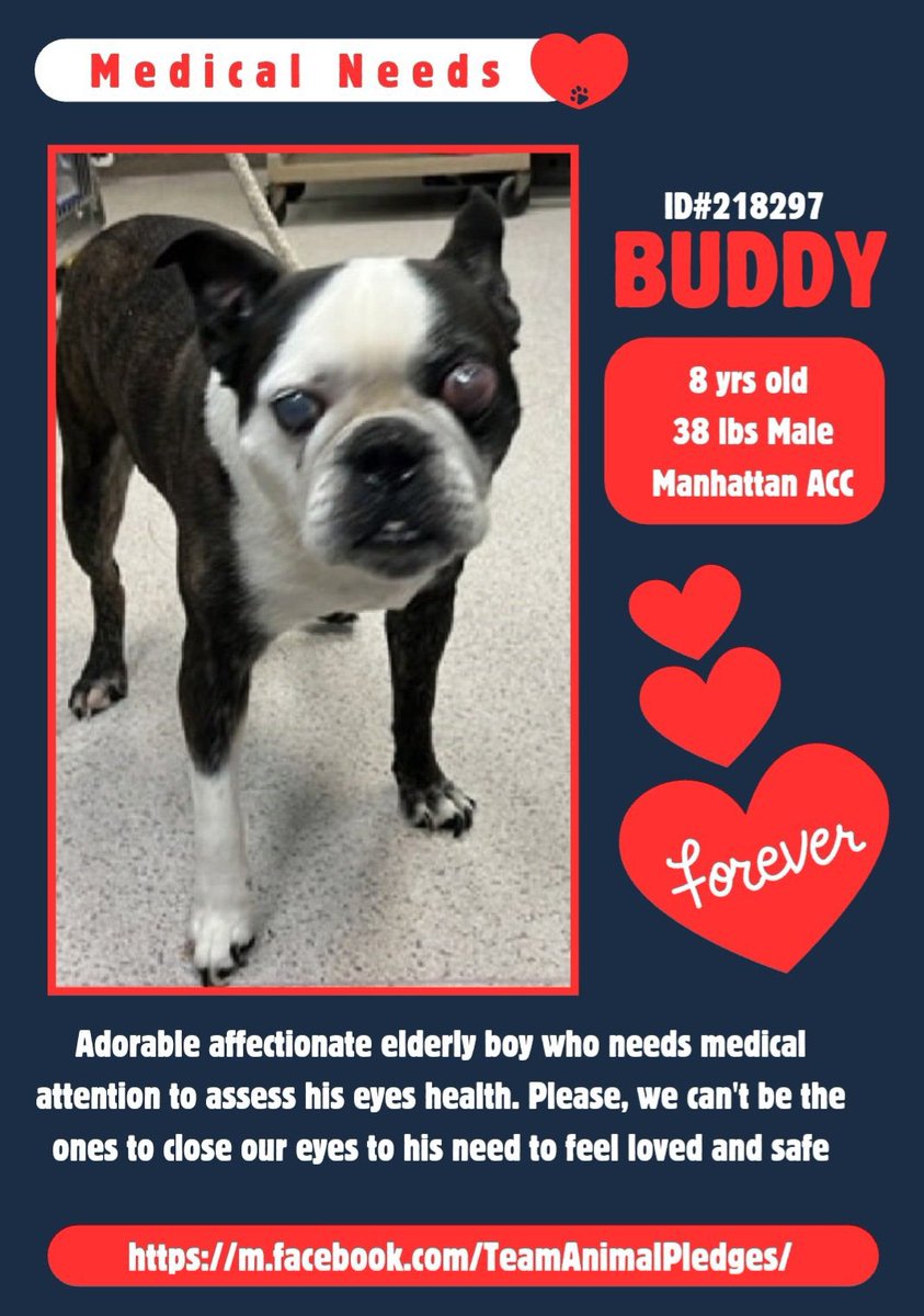 MoishesMom's tweet image. OM♥️  A Senior Boston Terrier ♥️
    Buddy is Gorgeous 😍♥️   Don’t let his eye worry U  🙏🏻   This sweet 8 yr old needs to get out of this 💉house 🙏🏻
  The pound is full w/more intakes daily😭 
 Buddy deserves a ♥️🏡 not 💉🙏🏻🙏🏻🙏🏻
🏃🏻‍♀️ 🚲 or take the 🚊 2 Manhattan NYC
#AdoptBuddy🙏🏻