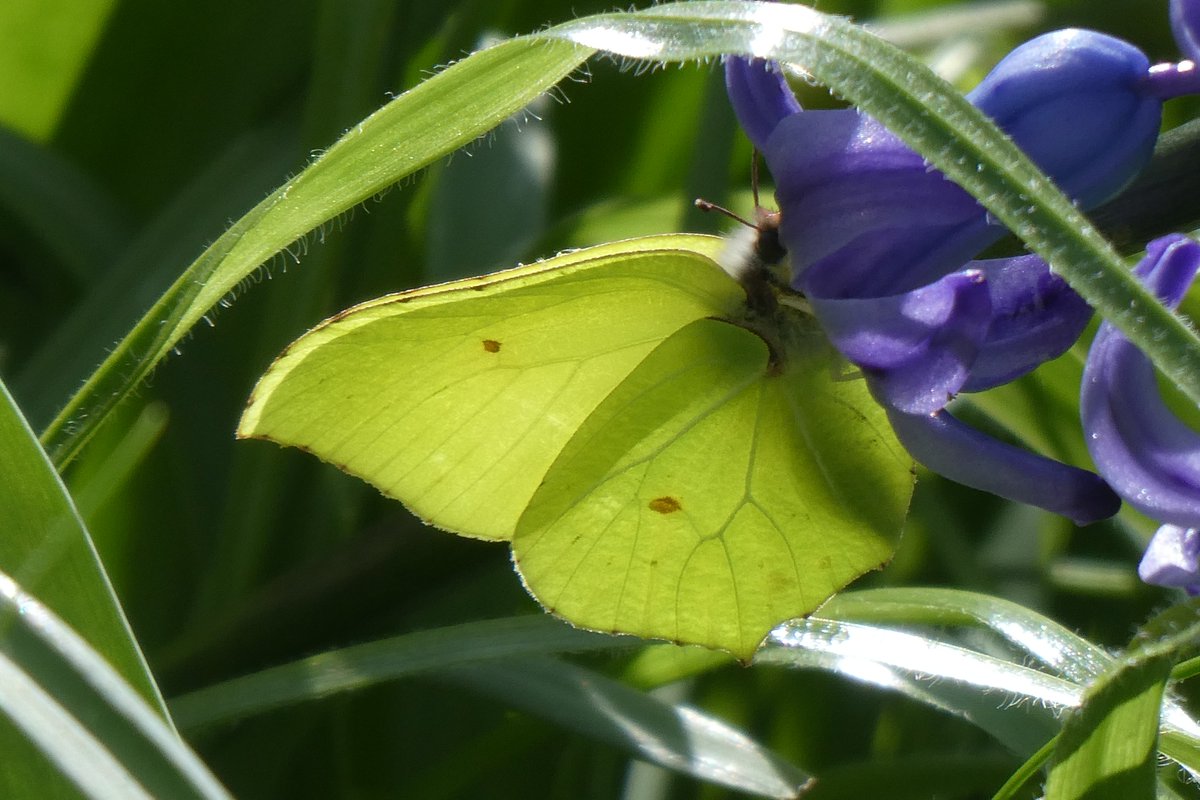 dvanduuren1's tweet photo. Butterfly Month Photo Challenge
from: @ErikDePay
Today's Choice:
- Common Brimstone -
#vlindermaand #citroenvlinder #commonbrimstone #fun #colorful #NaturePhotography #naturelovers #Dag14 #Day14 #Yellow #butterfly #mariposa
#flowers #hyacinth #vlinder https://t.co/xenV2k1Vy8