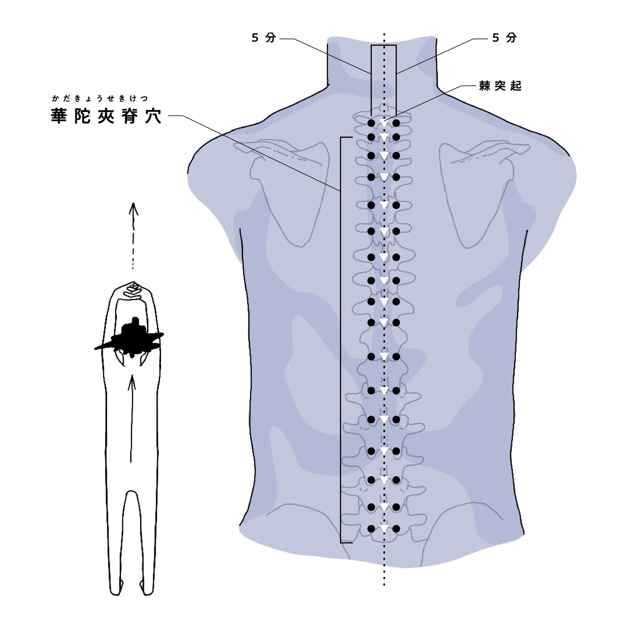 鍼灸師 シー on X: 