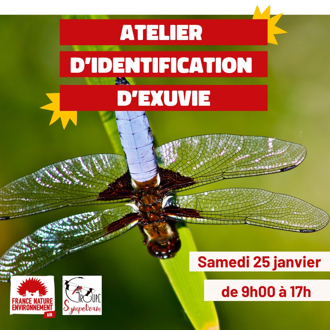 FNEAin's tweet photo. 🌿 Atelier d’identification 🌿
📅 25 janvier 2025 à 9h00 - 17h00
📍 FNE Ain, Bourg-en-Bresse
📌 Inscription : https://t.co/2dp6fWXrsH

✨ Rejoignez FNE Ain et le Groupe Sympetrum pour découvrir et identifier les exuvies, ces enveloppes laissées par les libellules.↩️ https://t.co/WMM7F5Ny7H