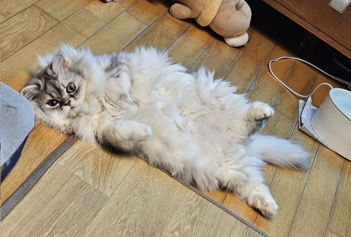 teava71's tweet photo. 바부 애옹 https://t.co/0040POUJCo