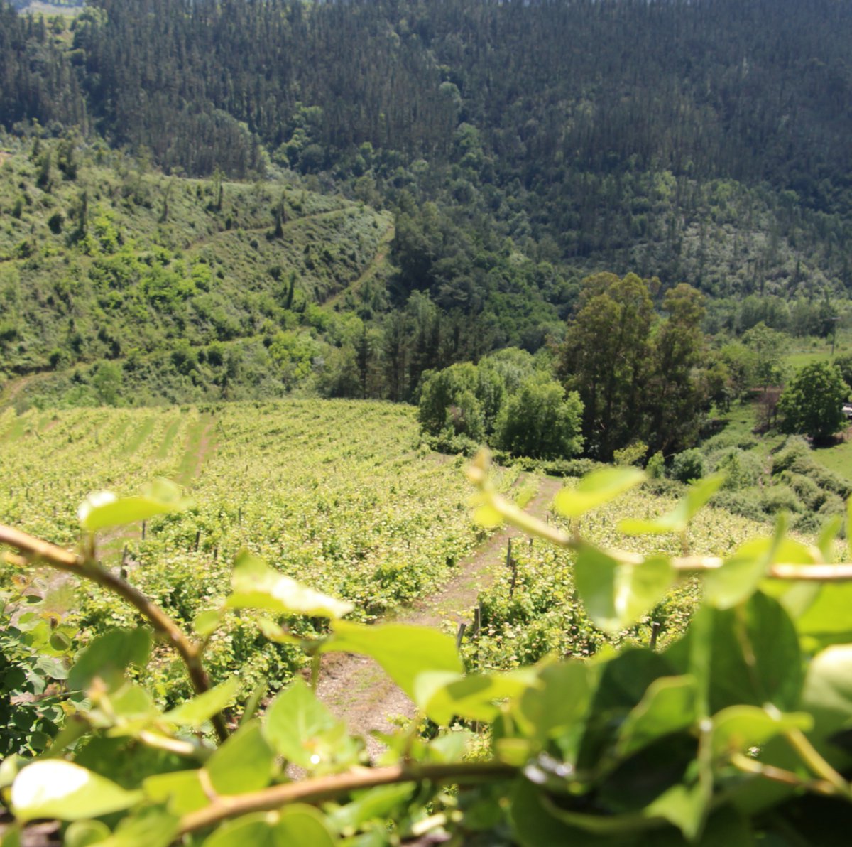 ¿Sabías que el txakoli, ese vino único y lleno de carácter, tiene raíces profundas en la tradición vasca? 🌿🍇