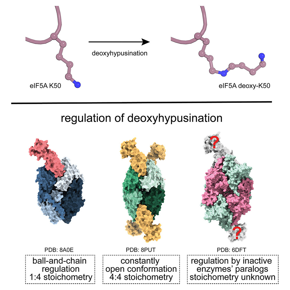 #newpaper
Our scientists led by <a href="/GrudnikPgrudnik/">Przemyslaw Grudnik</a> just published Perspective article in <a href="/Structure_CP/">Structure</a>. This work dives into the essential PTM process of #hypusination, comparing recent structural insights from crystal and cryo-EM studies across species. Congrats!