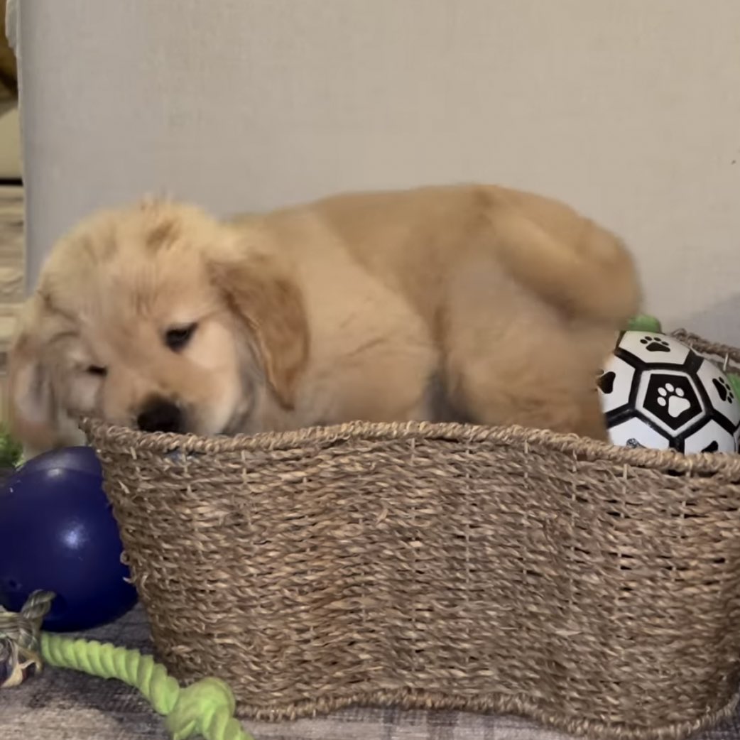 takemybear 🐶 tweet media