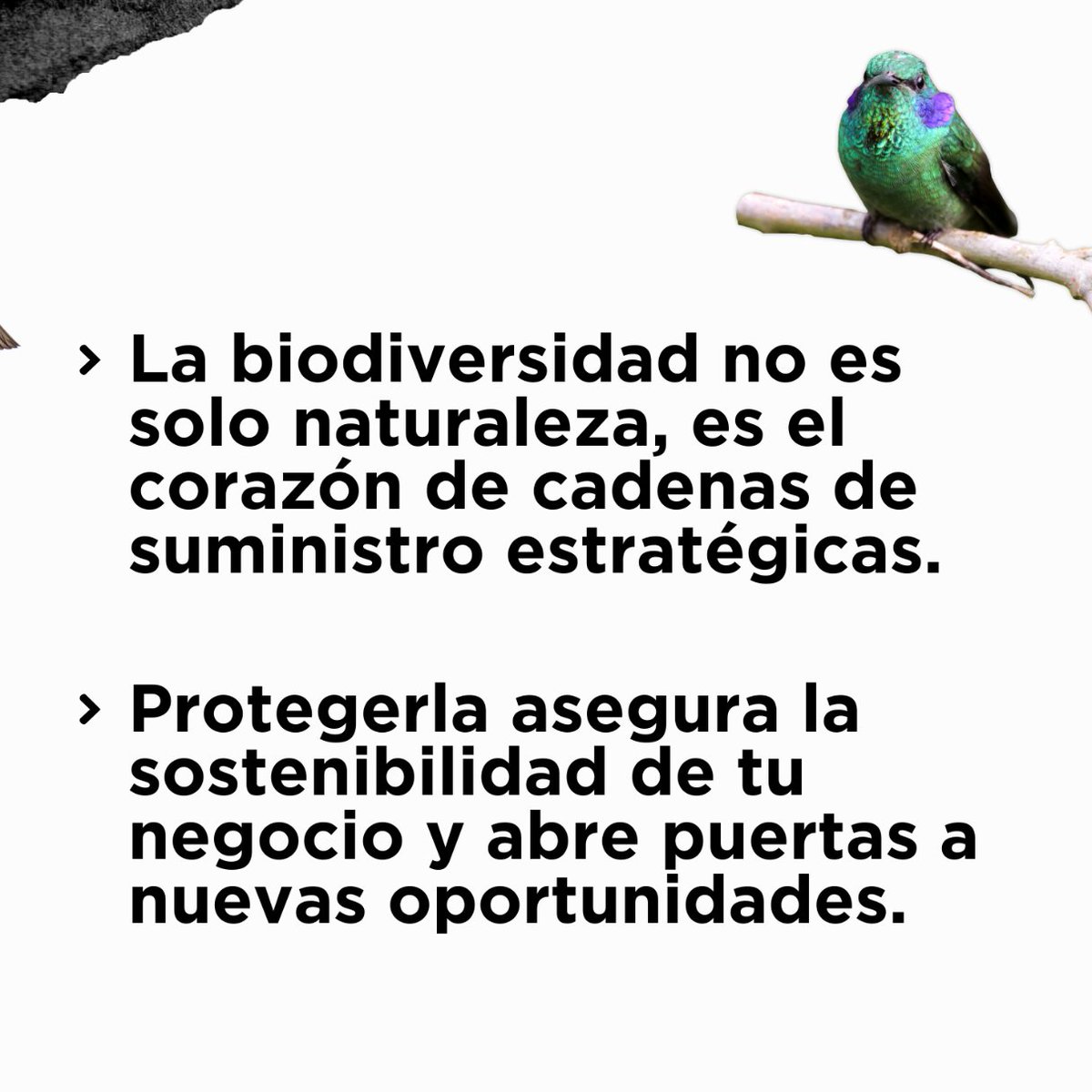 Cataruben tweet media