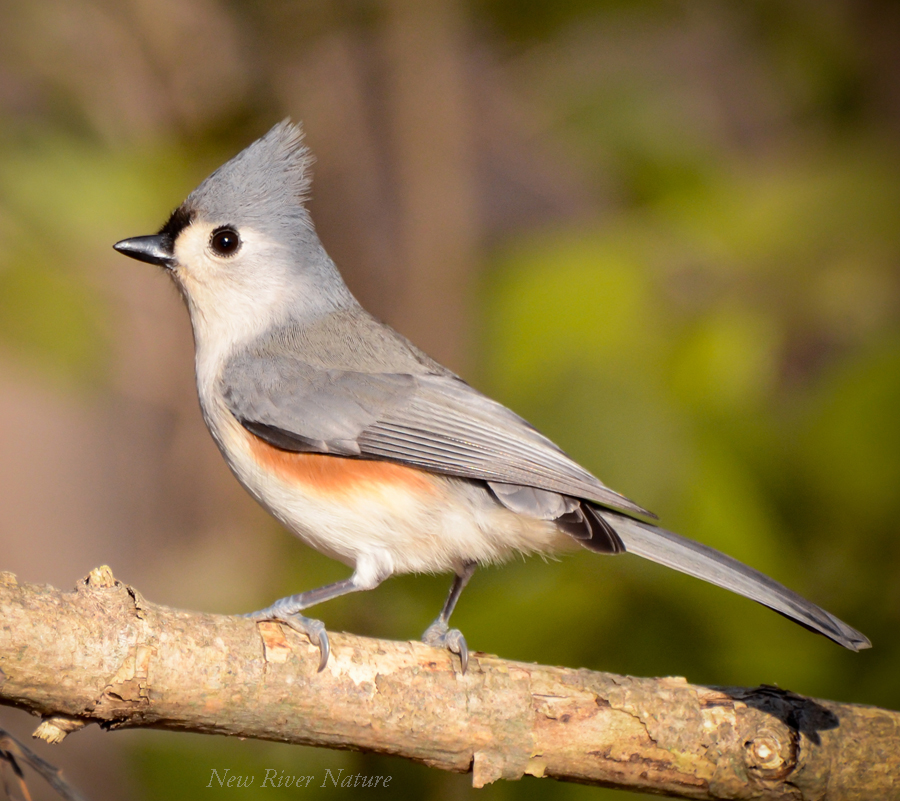 KerriFar's tweet photo. "Never be afraid of the moments--thus sings the voice of the everlasting." — Rabindranath Tagore - #Birds #TuftedTitmouse #BirdLover #NewRiverNature #NatureLover #BirdPhotography #NatureTherapy #BirdTherapy https://t.co/pRbYVnKSEM