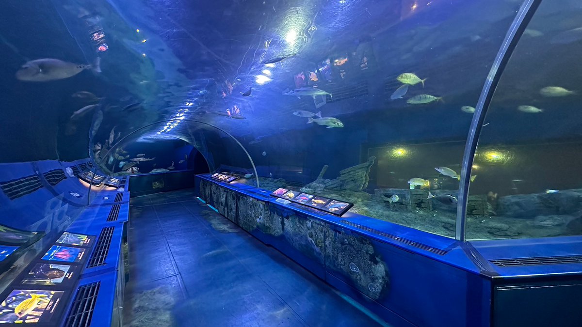 reiyers_cos's tweet image. 📢関東水族館撮影‼️

東京都品川区
《しながわ水族館》
#コスプレイベント
3月22日(土)
★参加料：7,700円

明るい水槽、ブルーを基調とした水槽、色鮮やかさが際立つ水槽と色々なタイプがございます🐠

会場内も明るいエリア、暗めのエリアなど、色々なシチュエーションあり。

#麗yers #rewires