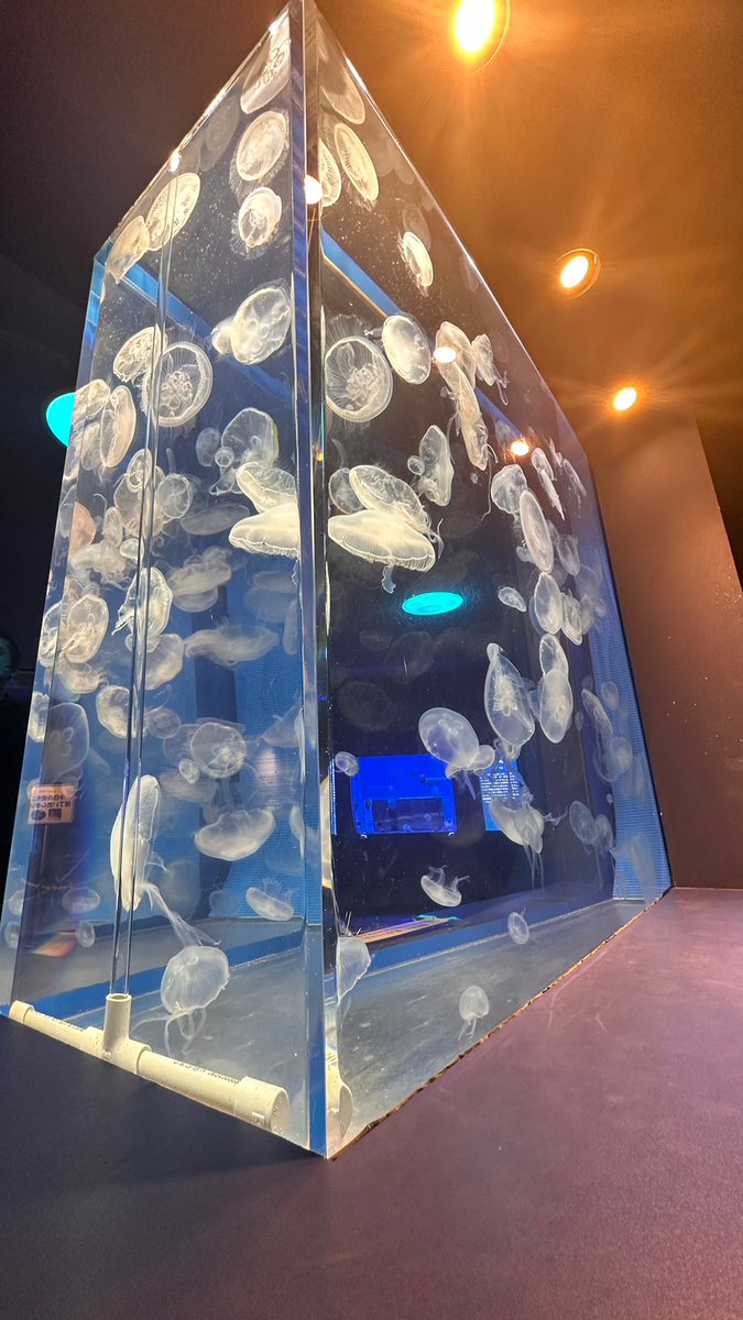 reiyers_cos's tweet image. 📢関東水族館撮影‼️

東京都品川区
《しながわ水族館》
#コスプレイベント
3月22日(土)
★参加料：7,700円

明るい水槽、ブルーを基調とした水槽、色鮮やかさが際立つ水槽と色々なタイプがございます🐠

会場内も明るいエリア、暗めのエリアなど、色々なシチュエーションあり。

#麗yers #rewires