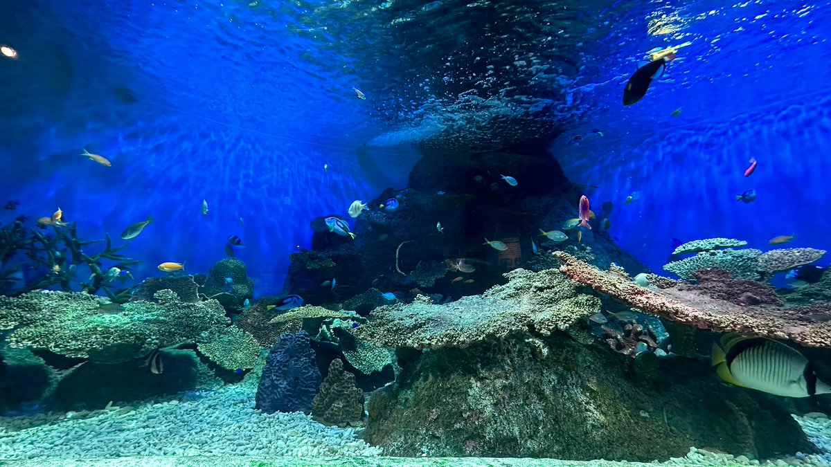 reiyers_cos's tweet image. 📢関東水族館撮影‼️

東京都品川区
《しながわ水族館》
#コスプレイベント
3月22日(土)
★参加料：7,700円

明るい水槽、ブルーを基調とした水槽、色鮮やかさが際立つ水槽と色々なタイプがございます🐠

会場内も明るいエリア、暗めのエリアなど、色々なシチュエーションあり。

#麗yers #rewires