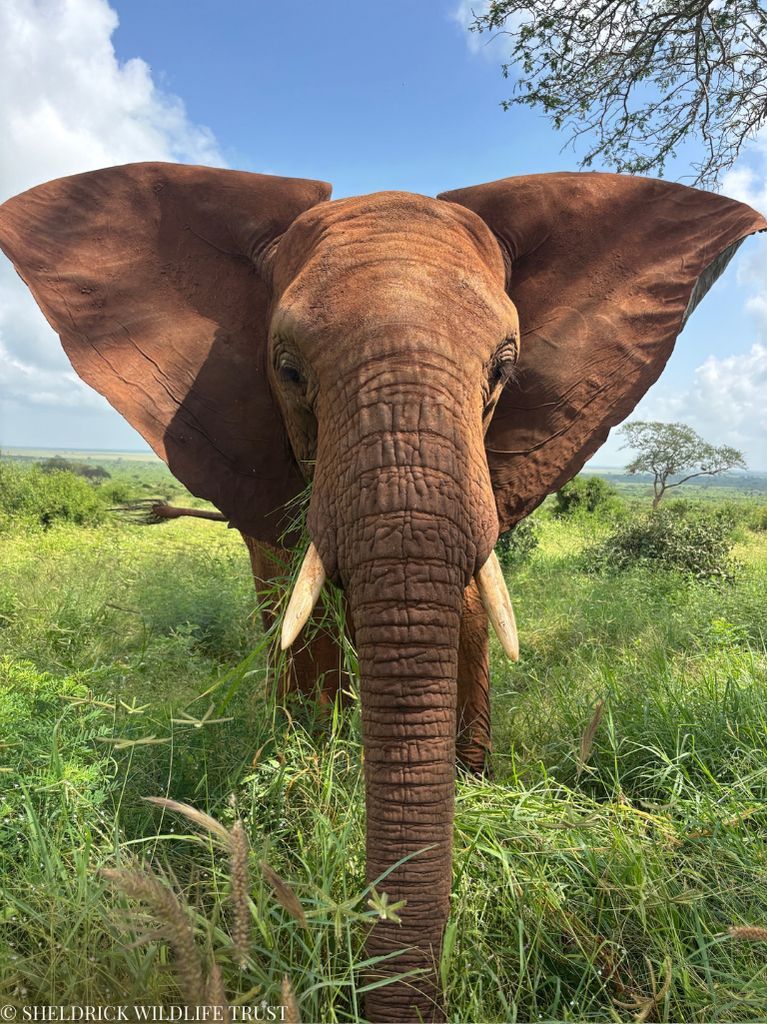 SheldrickTrust's tweet photo. In 2017, Emoli’s life hung by a thread. A victim of drought, he was found weak and emaciated, but thanks to the swift action of the SWT/KWS Tsavo Mobile Veterinary Unit, hope was not lost. Placed on an IV drip and transported by SWT helicopter to the Nairobi Nursery, Emoli was given a fighting chance. In situations like his, every second counts — and this rapid response saved his life.

Today, Emoli is thriving, his gentle nature shining through. Watching him flourish at our Voi Reintegration Unit, not far from where he was rescued, is a powerful reminder that hope can triumph, even in the direst moments. 

Learn more about Emoli’s story and how you can support rescues like his: https://t.co/KosVKI50ju

#TransformationTuesday
