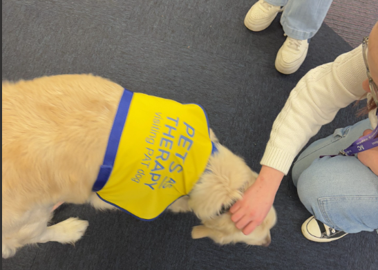 MedenSchool's tweet photo. It was a pleasure to meet Bow yesterday, a therapy dog that will be visiting Meden every Monday to work with students who need regulation time and to support with reading. She had just had a shower that morning and was so soft! #aspiration #excellence #achieve https://t.co/6RKwS7bSal
