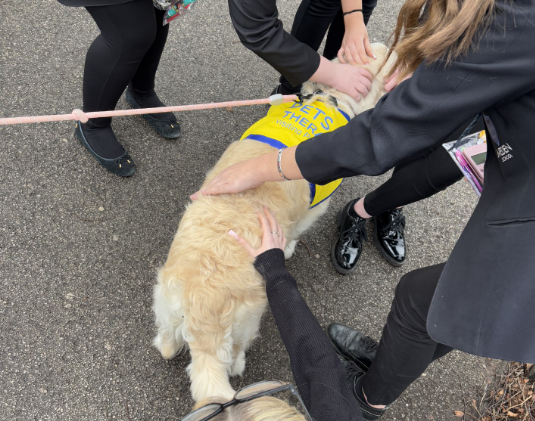 MedenSchool's tweet photo. It was a pleasure to meet Bow yesterday, a therapy dog that will be visiting Meden every Monday to work with students who need regulation time and to support with reading. She had just had a shower that morning and was so soft! #aspiration #excellence #achieve https://t.co/6RKwS7bSal