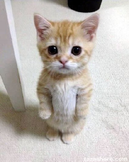 sakurathinkr's tweet photo. sakucat 🐱 https://t.co/RukkDnD8SR