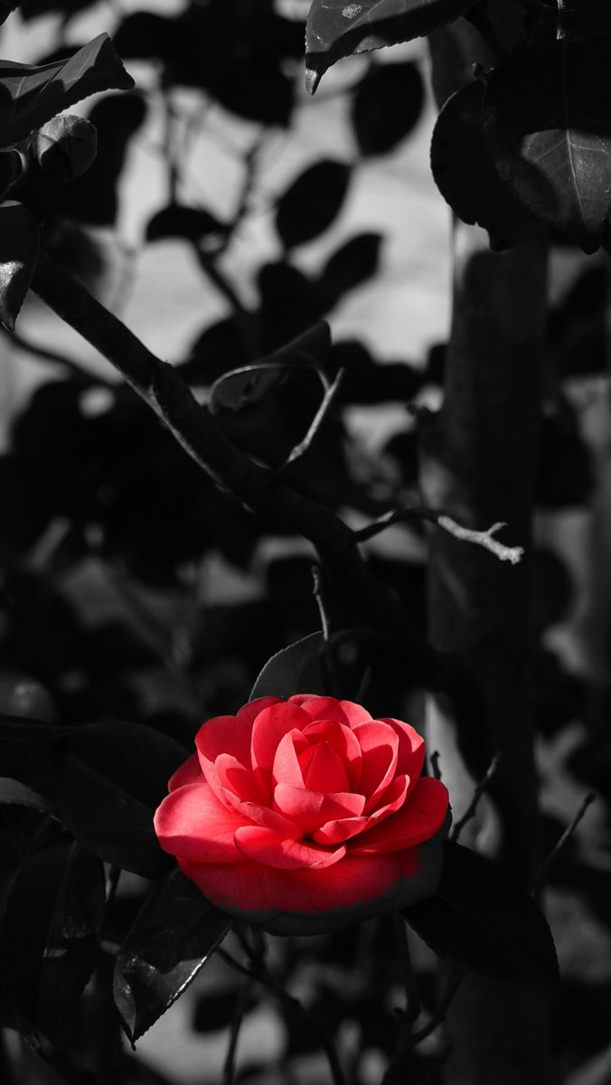 Mellows2011's tweet photo. #WinterColors
#WinterRed
#寒椿
#薔薇ではない
🌹 https://t.co/Yob33CCmhN