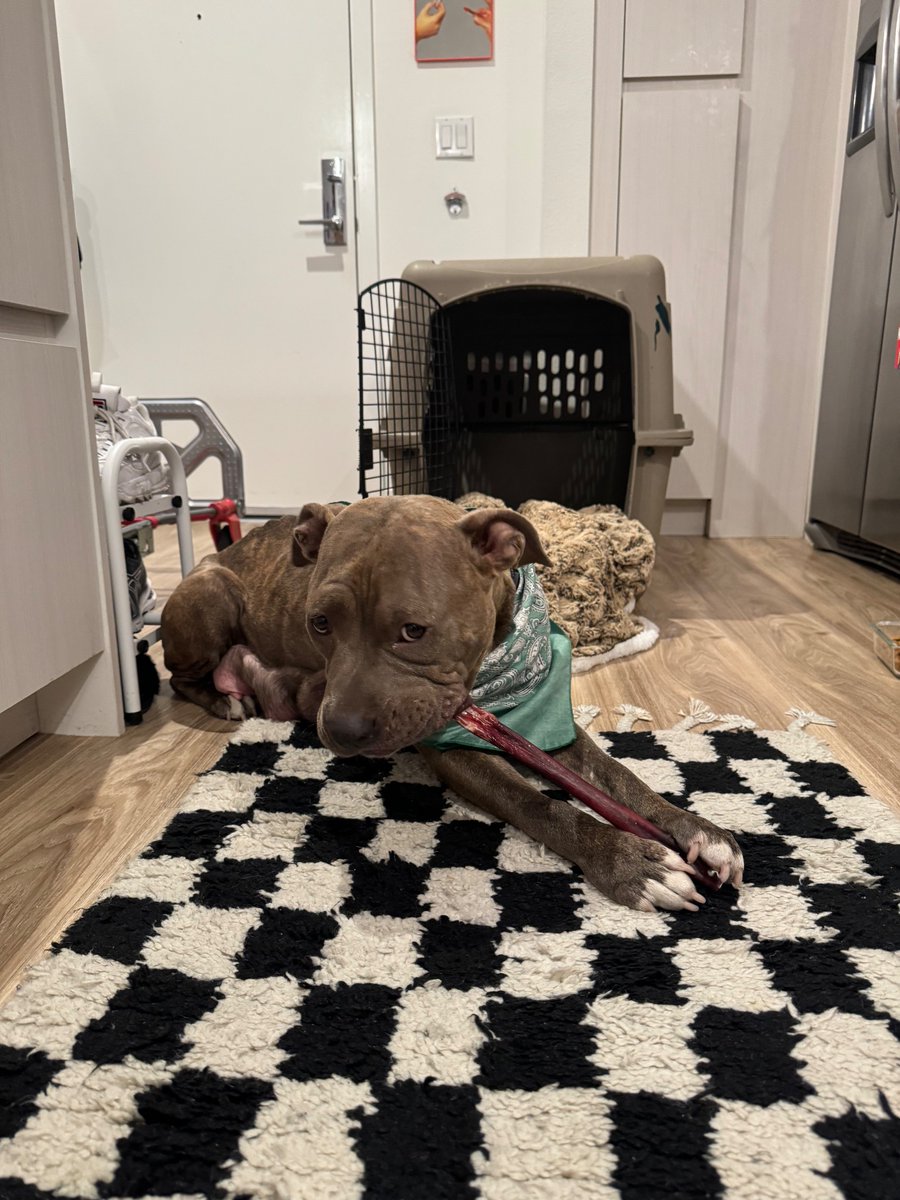 JoeyTuccio tweet media