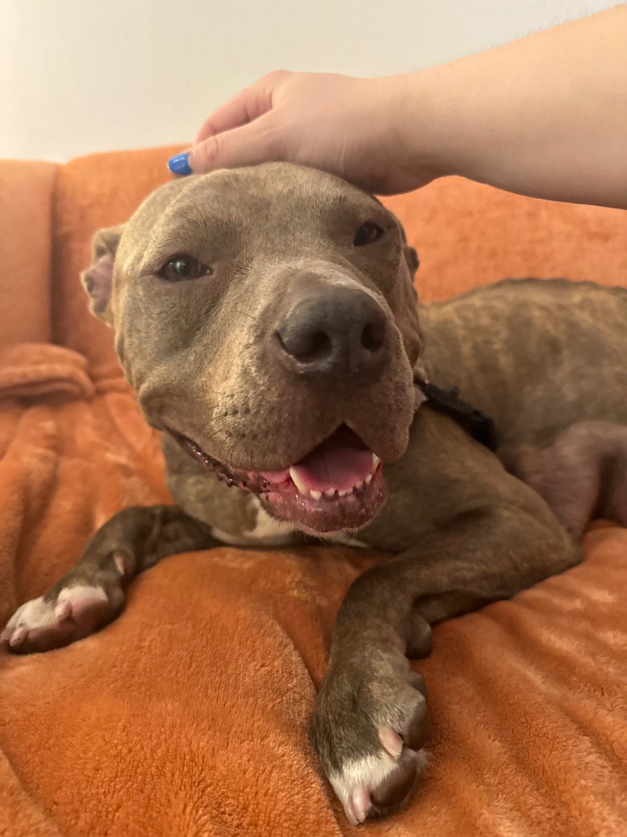 JoeyTuccio tweet media