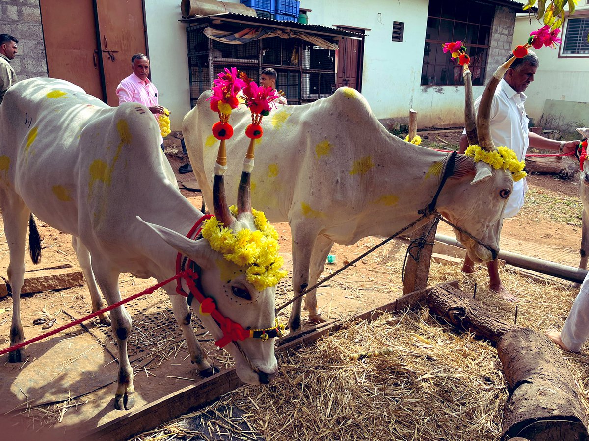 RahulMajjan's tweet photo. ಮಕರ ಸಂಕ್ರಾಂತಿಯ ಶುಭಾಶಯಗಳು🌾🎋
#Sankrathi #ellubella https://t.co/NG6hhErPUL