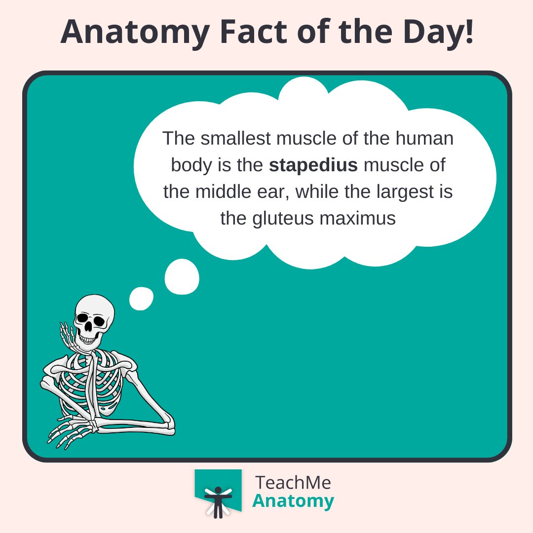 TeachMe_Support's tweet image. Did you know? 🧠 The smallest muscle of the human body is the stapedius muscle of the middle ear, while the largest is the gluteus Maximus. #DidYouKnow #funfacts #meded #medschool #medicalstudent #medstudent #premed #premedlife #nursing #nursingschool #pastudent #physician