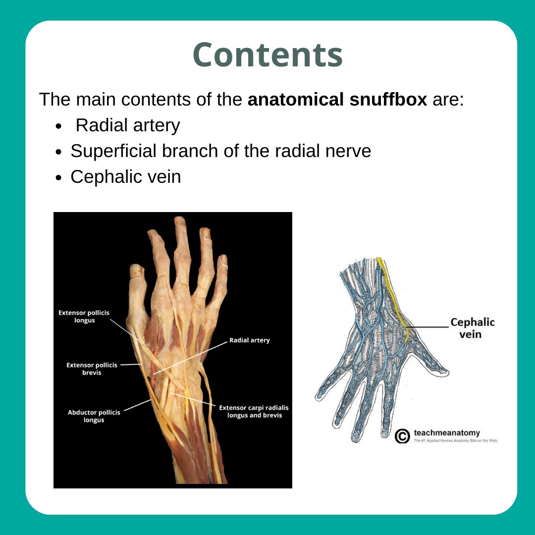 TeachMe_Support's tweet image. Next up in the Anatomical Areas Series: Anatomical Snuffbox! Scroll through for a summary of its borders and contents.
Read the full article:  teachmeanatomy.info/upper-limb/are… #medicalstudent #medicine #medstudent #medicalschool #medschool #physician #futuredoctor #premed #studymotivation