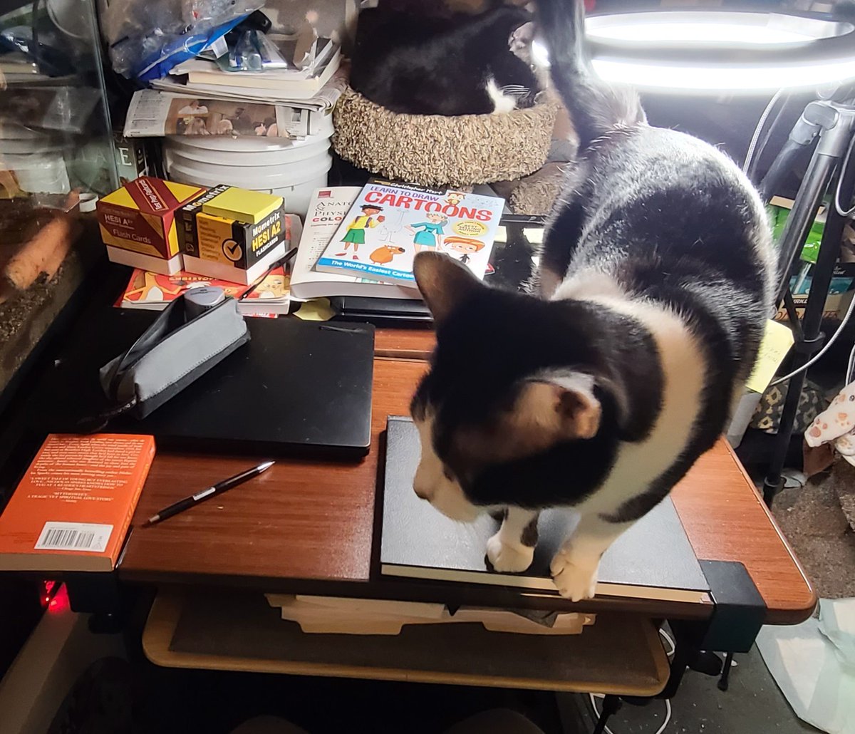 TheWildSide369's tweet image. My drawing book is being held hostage by my cat. I don't know what his demands are for its release as he he remaining quiet.

#cats #webcomicstrip #pets #love #cute #animalworld #animals #drawing #catcartoon