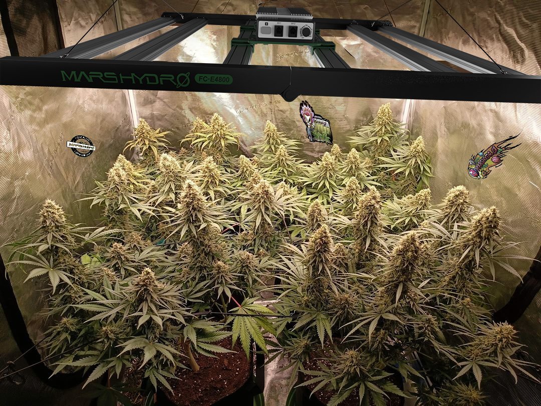 Coco_Pan2022's tweet image. #FCE4800 480 Watt 
"Grow Your Dreams This New Year: Brighten Up with Our Plant Lights!" #ledgrowlight @MarsHydroLight 

amazon.com/dp/B08Q3B22X7?…