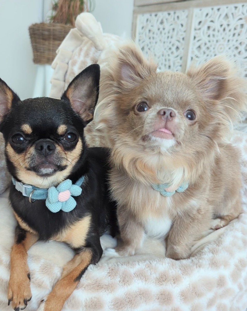 DEFARCY1's tweet photo. @TF1Bonjour 
Il est vraiment regrettable  de se moquer du chihuahua, Chaque race de chien mérite respect et considérations. Ce type d'attitude renforce des stéréotypes inutiles. Un peu de bienveillance et de professionnalisme ne feraient pas de mal ! https://t.co/nQNZnmaawc