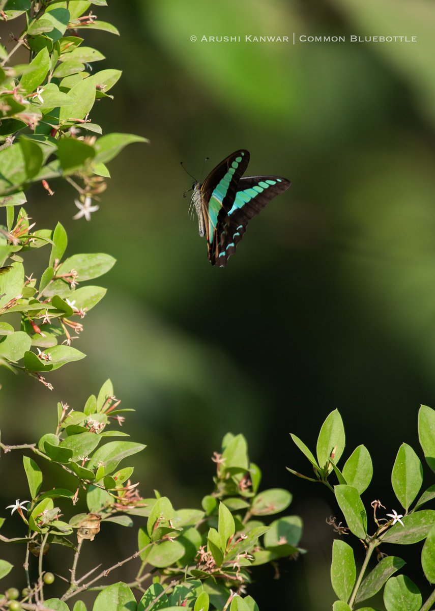 arushi_kanwar's tweet photo. Common Bluebottle;
from Himachal Pradesh, India.

#TitliTuesday #IndiAves 

They look so poetic in flight!

#NatureInspired #TwitterNatureCommunity #natgeoindia @NatGeoIndia #NatureTherapy #NatureBeauty #NaturePhotography #Archives #butterfly https://t.co/ln9eKgDrBL